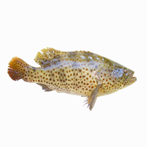 Cá Mú Lý Sơn (kg)